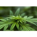 BioKing Hanfsamen geschält Bio - 250 g