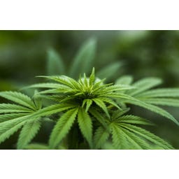 BioKing Hanfsamen geschält Bio - 250 g