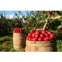 BioKing Bio Apfelessig naturtrüb